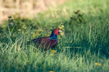 Fasan in freier Natur