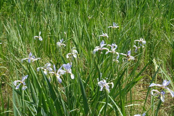 Fototapeta premium Blooming light violet irises in late spring