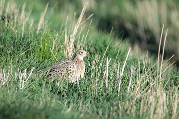 Fasan in freier Natur