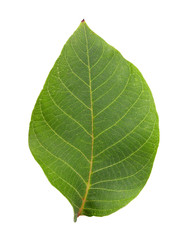 Green leaf on white background