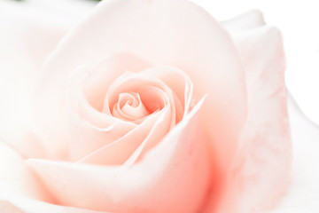 White rose close-up. Floral background. White petals.