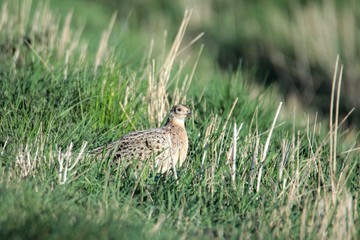 Fasan in freier Natur