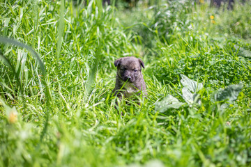 Little dog (puppy) on the grass