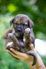 Obraz premium Little dog (puppy) in the hands