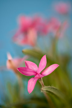 Rhodohypoxis from South Africa
