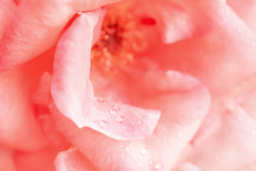 Close-up of a pink rose. Pink petals. Floral background.