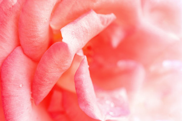 Close-up of a pink rose. Pink petals. Floral background.
