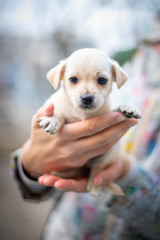 Little dog (puppy) in the hands
