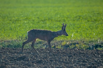 Rehwild im Frühjahr