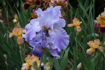 Close shot of violet flower of iris in May