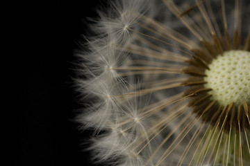 Abstract background of dandelion flower . Seeds close up . Soft focus