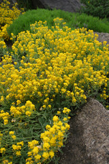 
Flowers in the spring garden