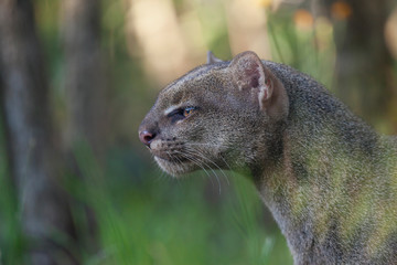 Jaguarundi (Herpailurus yagouaroundi)