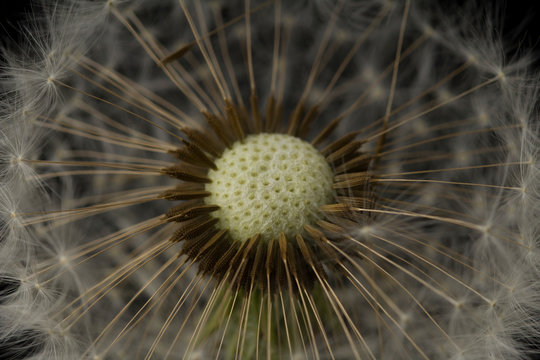 Abstract background of dandelion flower . fluffy dandelion flower, macro photo. Seeds close up