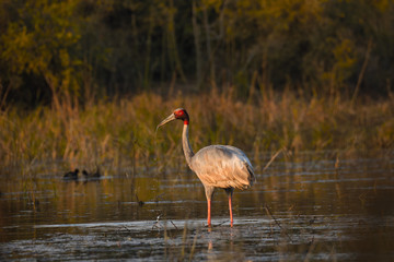  crane in the water