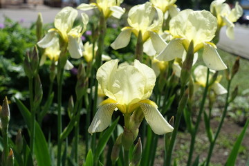 Many light yellow flowers of irises in mid May