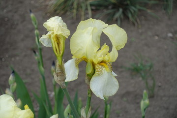 Pair of pale yellow flowers of irises in May