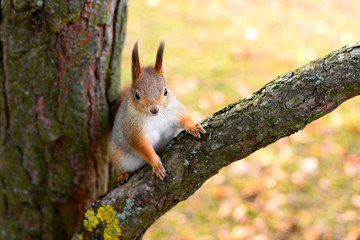 squirrel on a tree