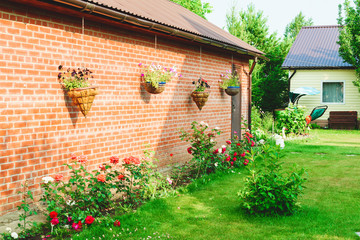 Summer landscape with blooming rose bushes in the country. Sunny summer day in nature.