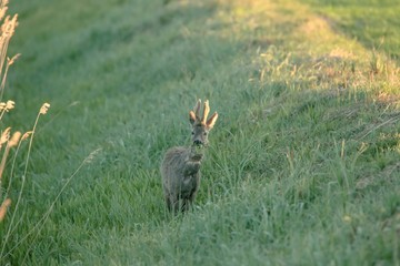 Rehwild im Frühjahr