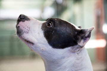Side view,  from the neck up, of a black and white Pit Bull Terrier mixed breed dog with shelter enclosure in background

