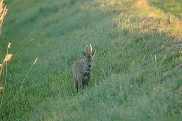 Rehwild im Frühjahr