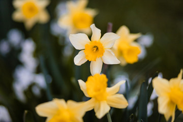 Obraz na płótnie Canvas Spring yellow flower