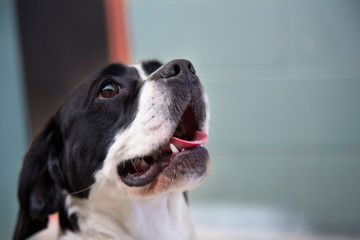 3/4 view from the neck up of a black and white mixed breed dog in shelter environment
