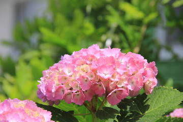 Fototapeta premium 横から見るピンク色のアジサイ