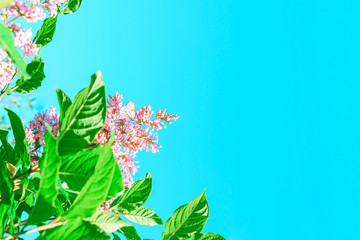 Lilac bush with a white butterfly on a background of blue sky. Place for text. Floral background.