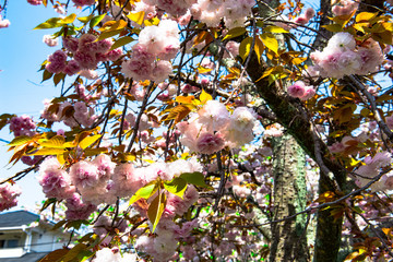 中野川の八重桜