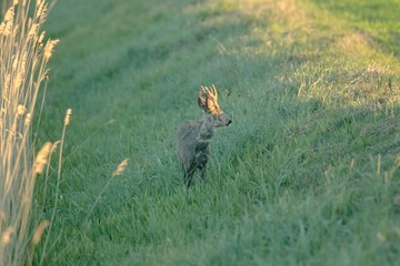 Rehwild im Frühjahr
