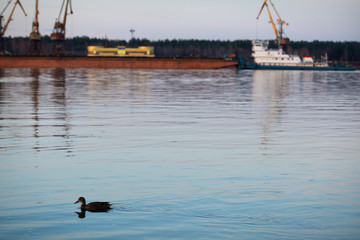 Floating duck on the Volga river against the background of cranes of the river port on the opposite bank