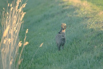 Rehwild im Fr&uuml;hjahr