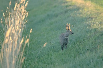 Rehwild im Frühjahr