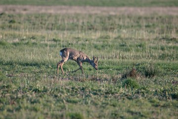 Rehwild im Frühjahr
