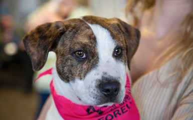 Partial view of person holding brindle and white mixed breed puppy wearing pink bandana, out of focus background
