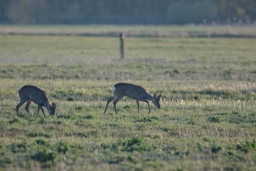 Rehwild im Frühjahr