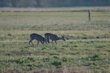 Rehwild im Frühjahr