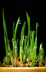 drops of dew on young sprouts of wheat in a flower pot macro