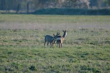 Rehwild im Frühjahr