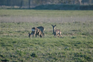 Naklejka na ściany i meble Rehwild im Frühjahr