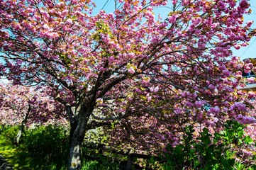 中野川の八重桜