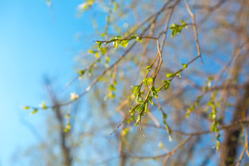 Tree branches with buds and young green leaves