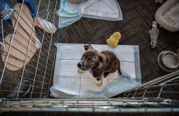Overhead view of brown and white puppy looking up from holding pen, sitting on pee-pad with toys, water bowl, and bed in view
