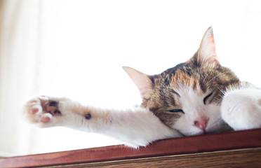 sleepy cat with funny face