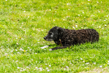 A black dog lying on a grassy surface