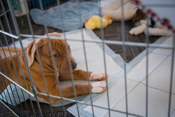 Partial view rust colored puppy laying down behind x-pen enclosure with pee-pad and toys
