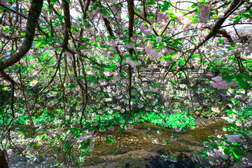 中野川の八重桜