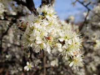 Plan très rapproché d'une branche de prunellier  ou épine noire (Prunus spinosa) en fleurs. Arrière plan flouté de buisson fleuri et de ciel bleu. Saône et Loire, Bourgogne, France. Mars 2020